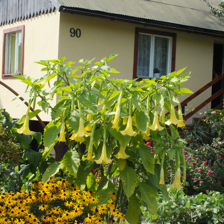 Datura