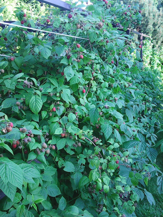 Mój maliniak a w nim : maliny :)