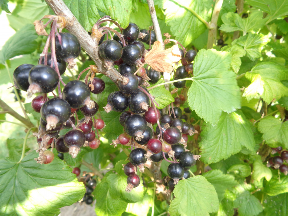 owoce porzeczki czarnej