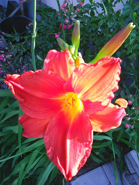 Pierwszy liliowiec który zakwitł w tym roku :)