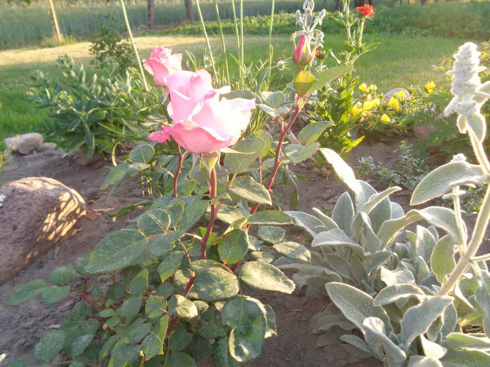 Rabatowa róża różowa.