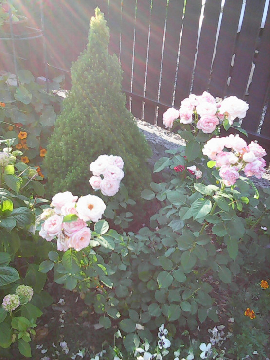 Róża biała parkowa, mocno pachnąca.