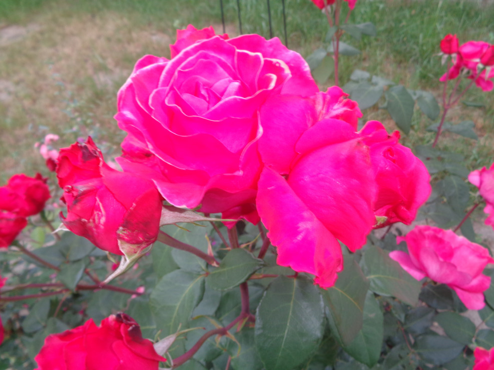 Róża wielkokwiatowa o kwiatach wielkości piwonii .
