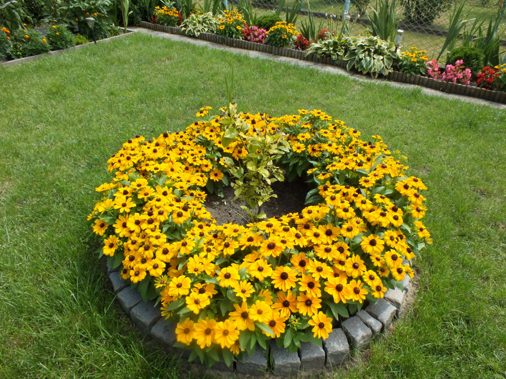 Rudbekia