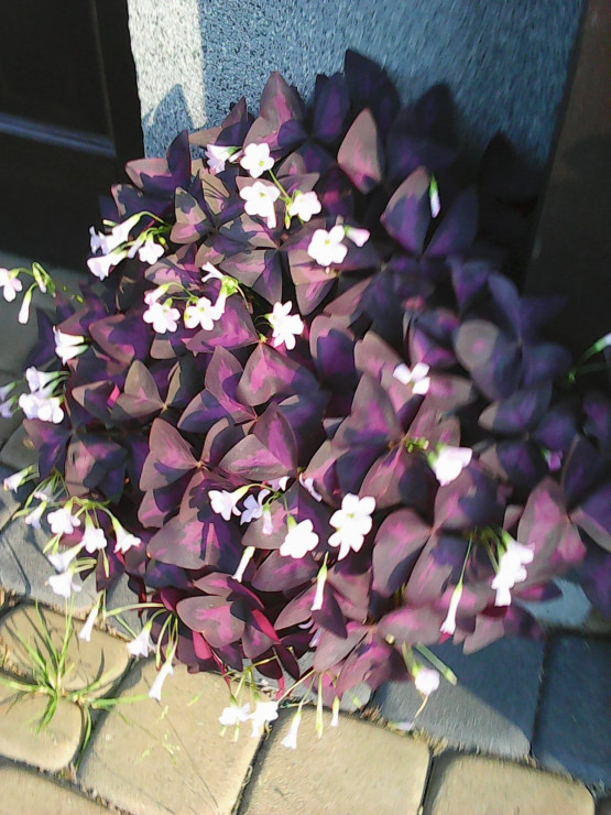 Szczawik, też się sam rozsiewa , tu w doniczce.