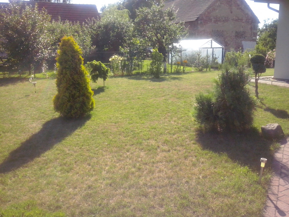 Tuje przed domem