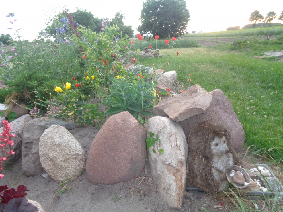 Tych bylin pilnuje jeżyk.