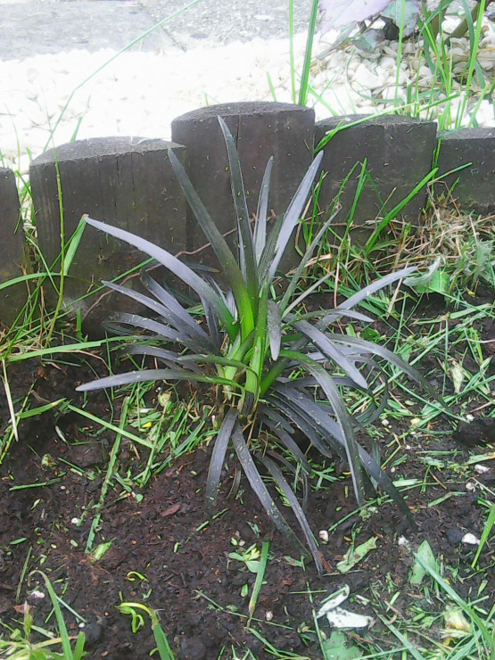 Unikatowa czarna trawa