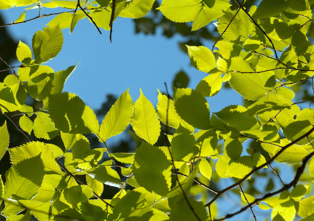 Wiąz gęsto wypuszcza liście, tworząc w okresie kwitnienia idealną ochronę przed słońcem (zdj.: Fotolia.com)