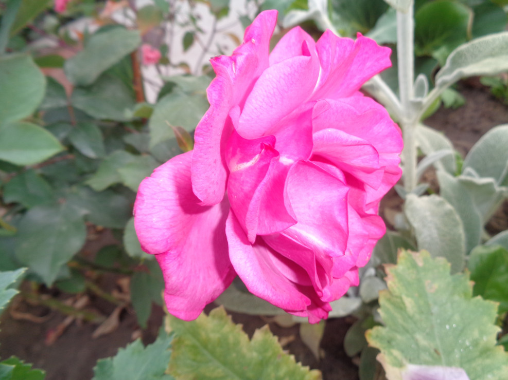 Wielkokwiatowa różowa róża.