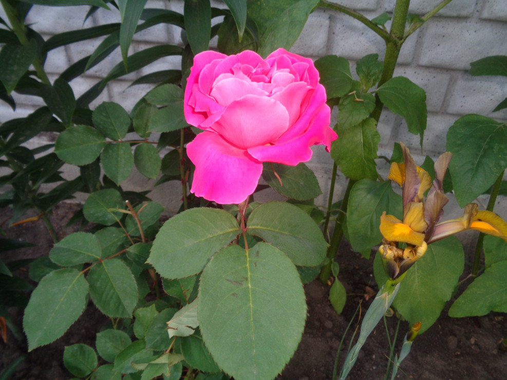 Wielkokwiatowa różowa. 