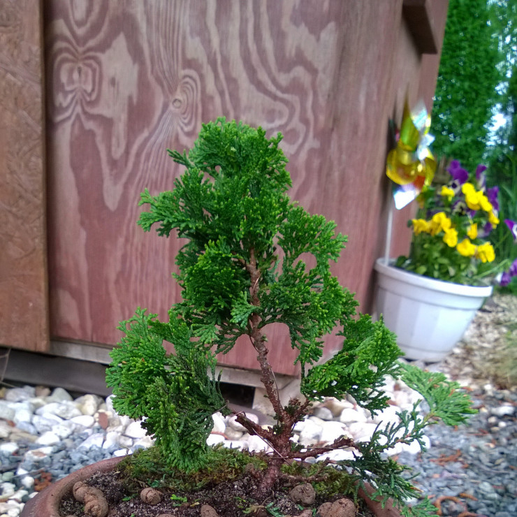 własne bonsai