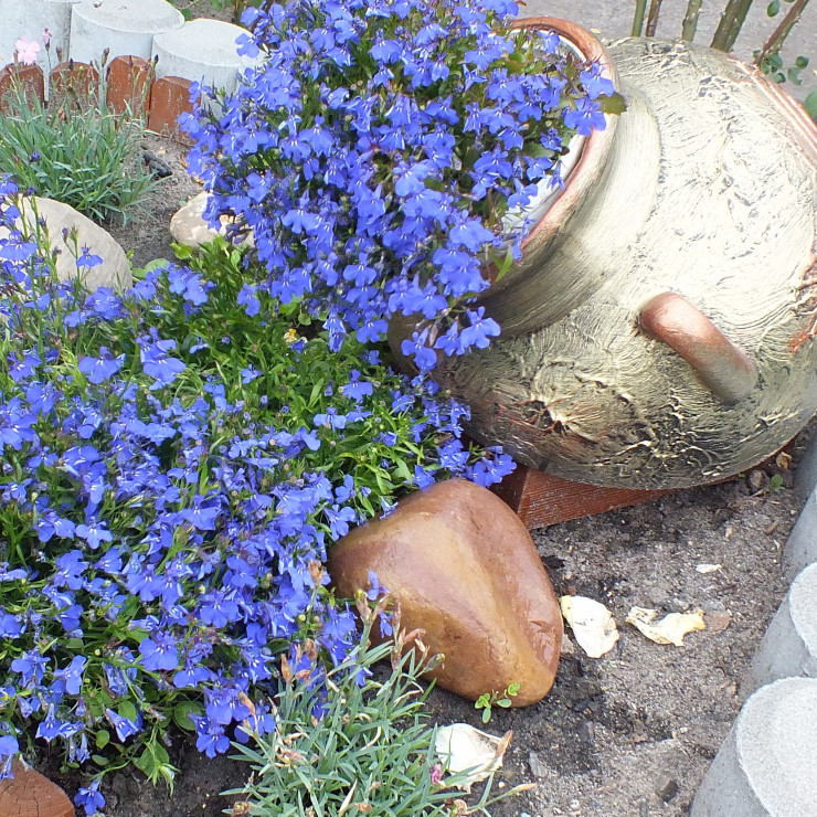 "Wypływająca" lobelia