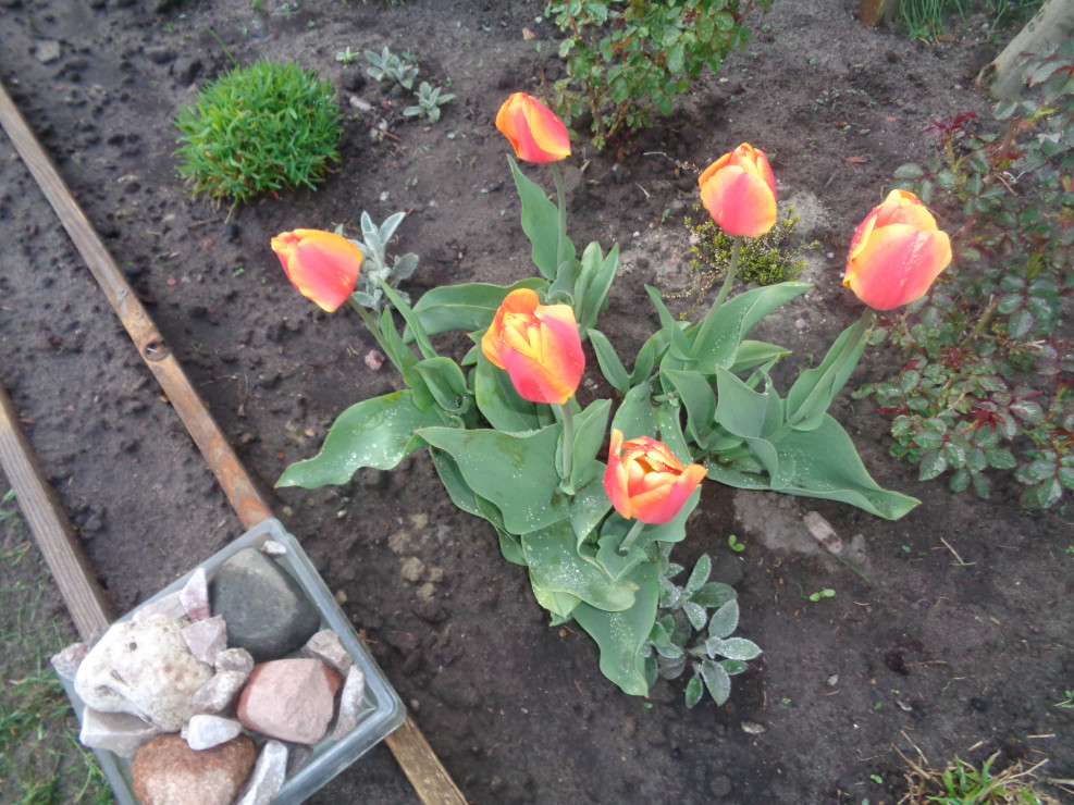 Ciepłe kolory tulipanów rozświetlają rabatę.