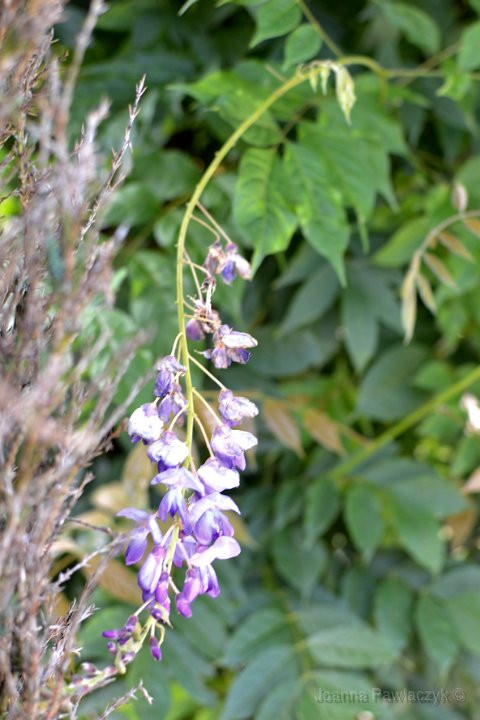 glacynia, wisteria