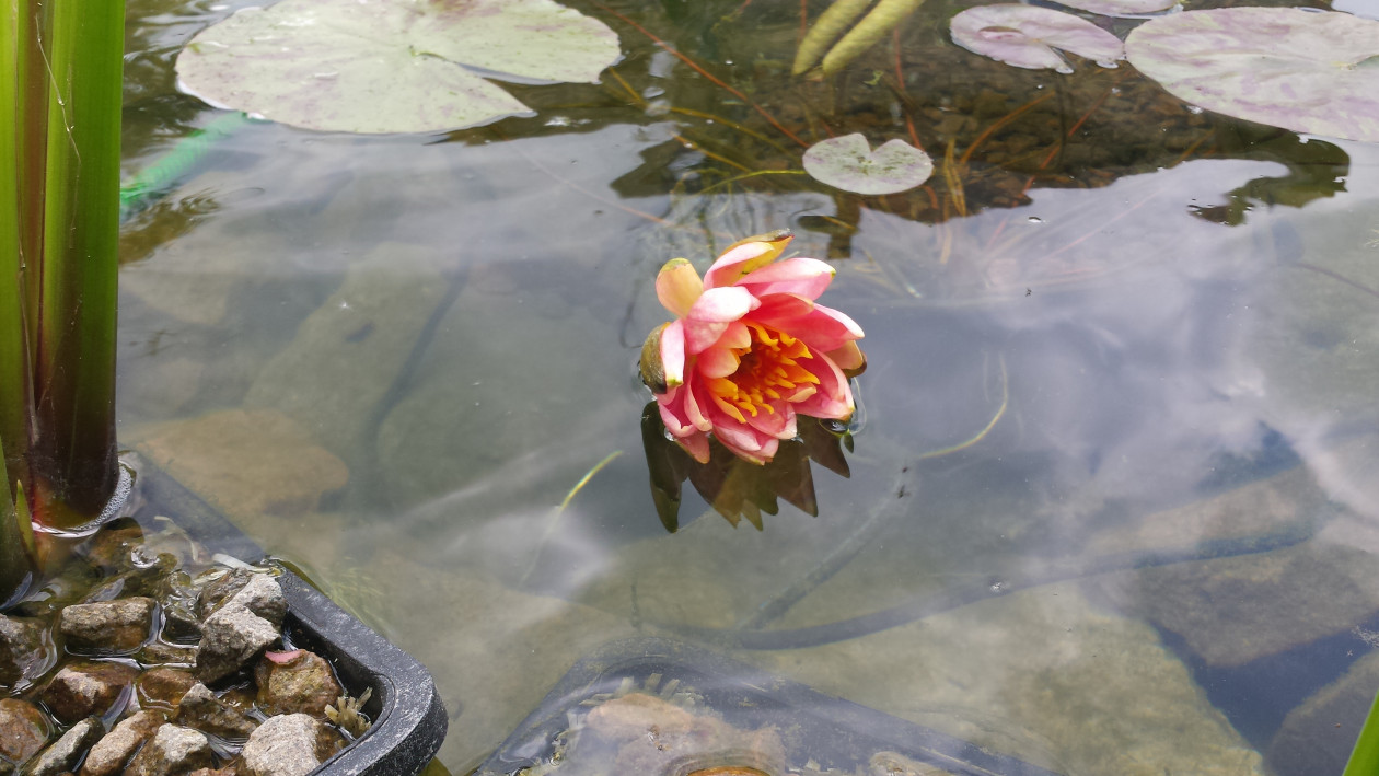 Kwiat Colorado w zbyt płytkiej wodzie kładzie sie na powierzchni wody