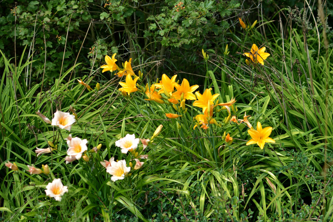 liliowce