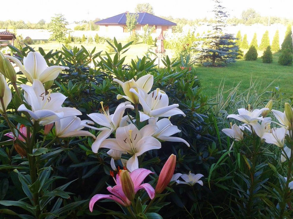 Liliowce
