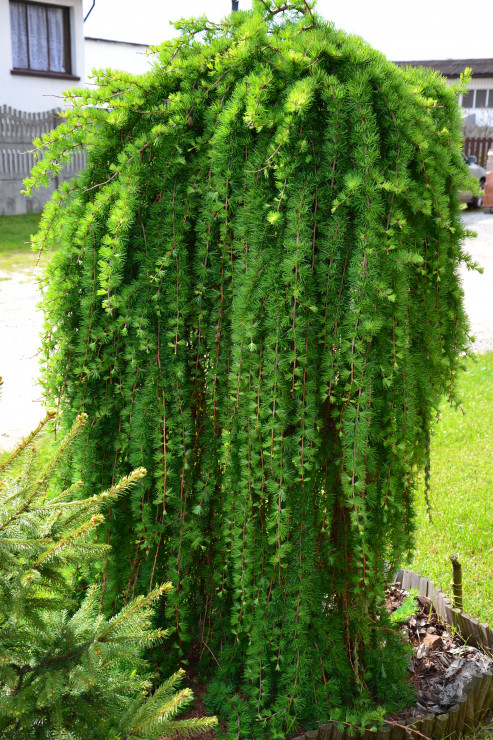 Modrzew 'Pendula'