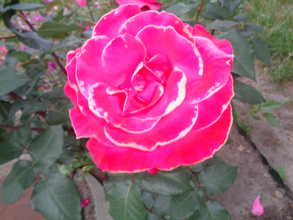 Moja faworytka , róża wielkokwiatowa o płatkach różowych z białym obrzeżeniem . 