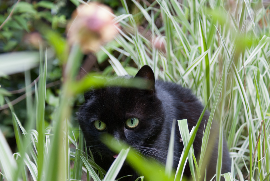 Moja kocica uwielbia buszować wśród traw.I robi to z duzym wyczuciem ,aby nie niszczyć roślinek