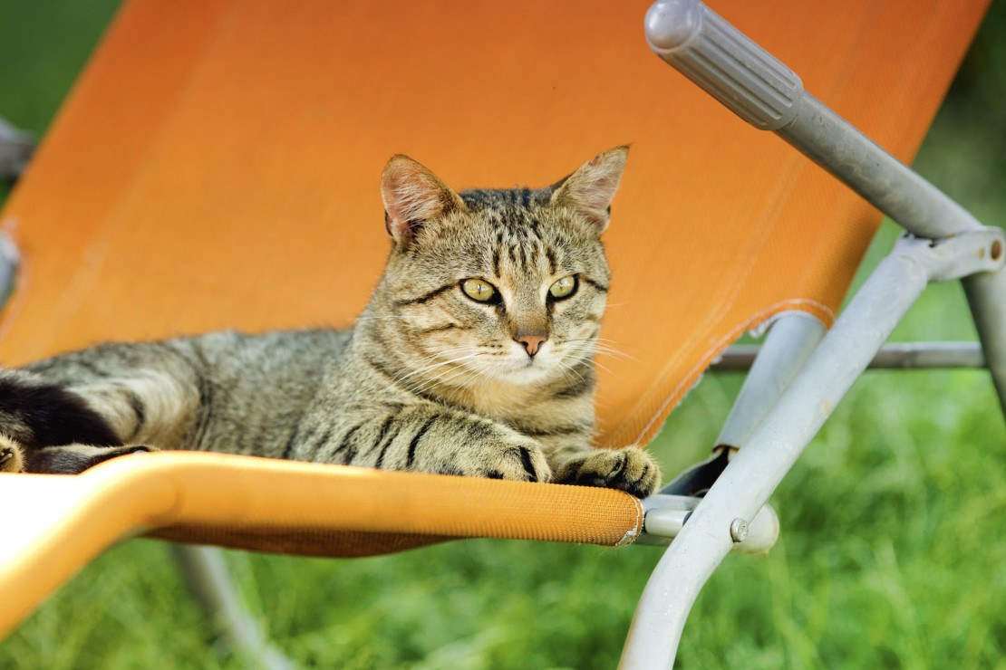 Ogród lub taras to miejsce do odpoczynku również dla zwierząt (zdj.: Fotolia.com)