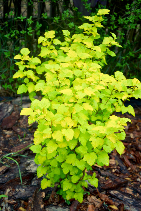 Pęcherznica kalinolistna 'Luteus'