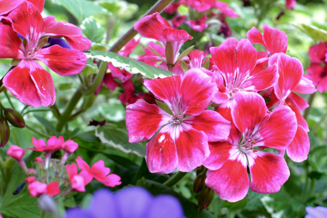 pelargonia