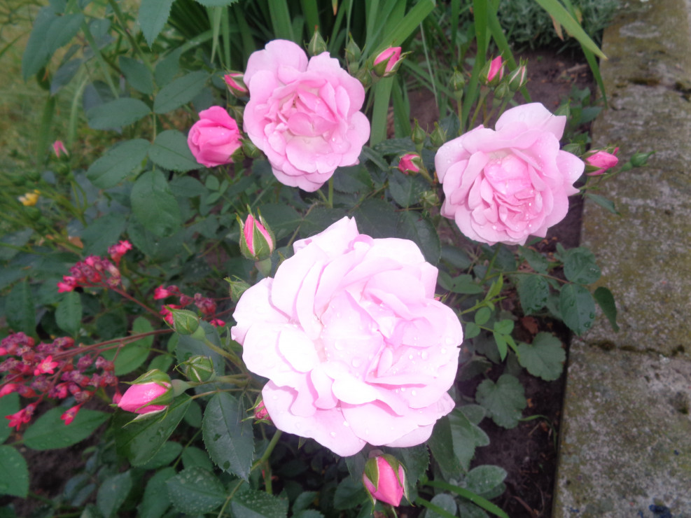 Piękna różowa róża pnąca. 