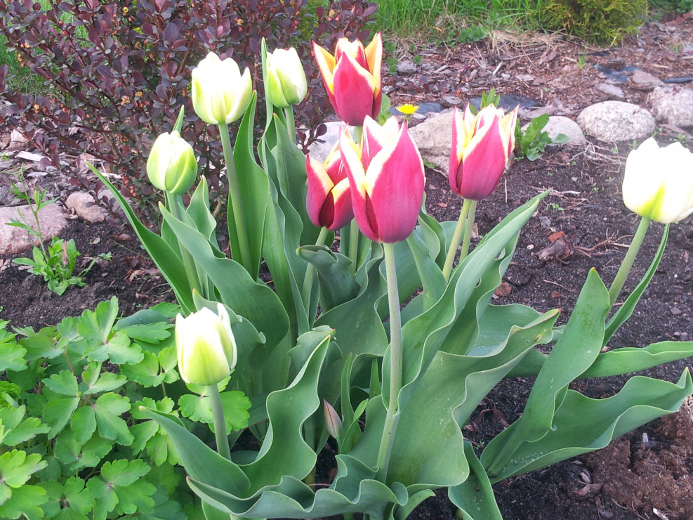 pierwsze tulipany