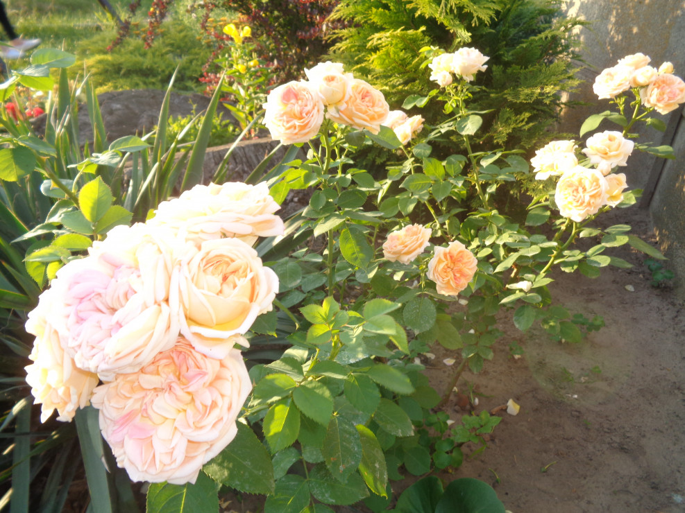 Pnąca róża o kwiatach zmieniających barwę . 