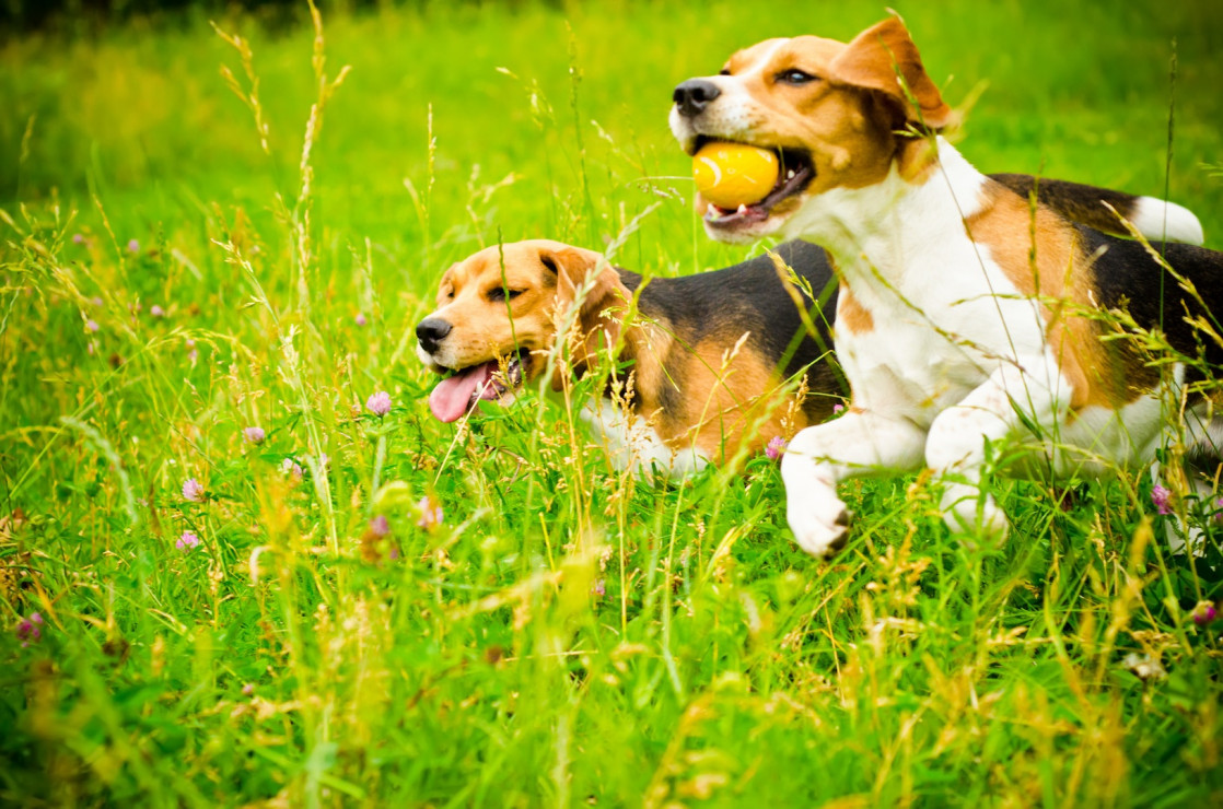 Psy uwielbiają zabawę, wielkie połacie ogrodu z pewnością jej sprzyjają (zdj.: Fotolia.com)
