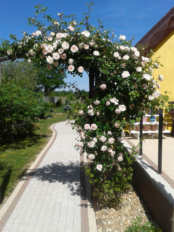 Pudrowa królowa