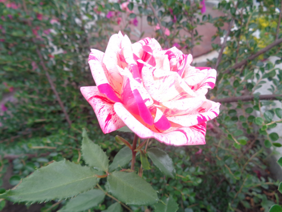 Róża wielkokwiatowa o biało różowych kwiatach. 