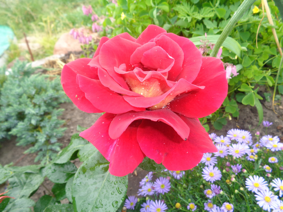  Róża wielkokwiatowa o czerwono miedzianych płatkach. 