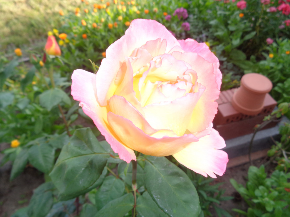 Róża wielkokwiatowa o kremowo żółto różowych kwiatach . 