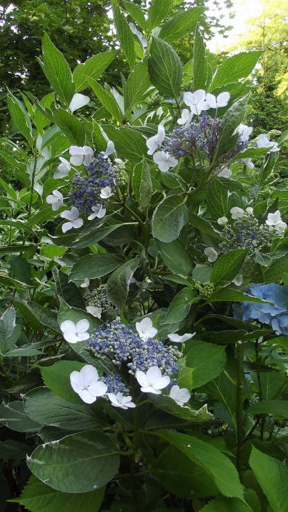 Rozkwita także niezwykła hydrangea serrata (gatunek hortensji).