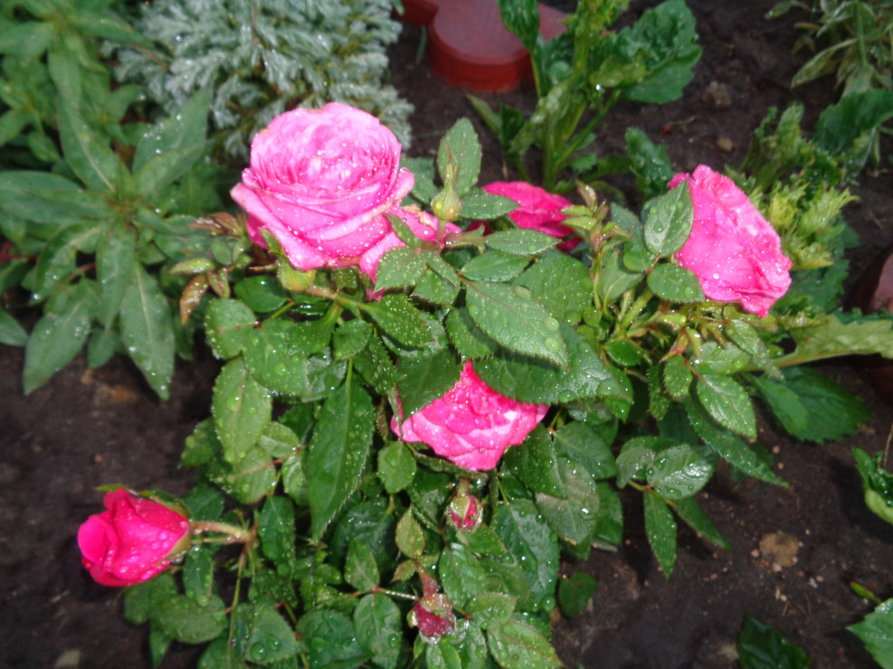  Różowa róża miniaturowa  dorasta do 20 cm wysokości. 