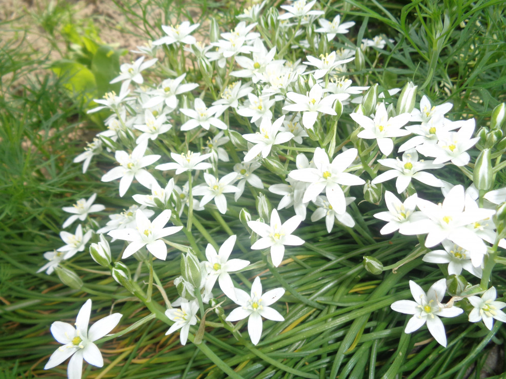 Śniadki mają śnieżno białe kwiaty.