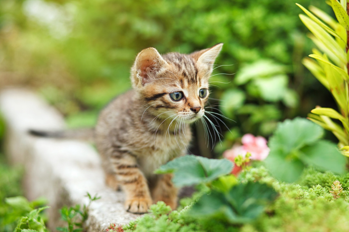 Szczególnie dla młodych zwierząt, ogród może być świetną okazją do poznawania świata (zdj.: Fotolia.com)