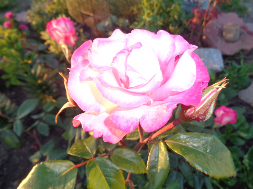 Ta róża wielkokwiatowa zakwita w lipcu. 