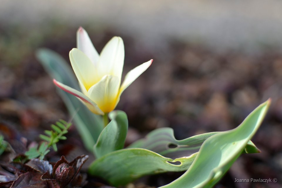 tulipan
