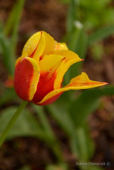 tulipan