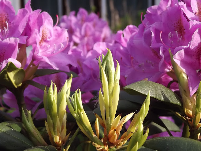 Zainteresowanie wzbudza też intensywna barwa rododendronu.