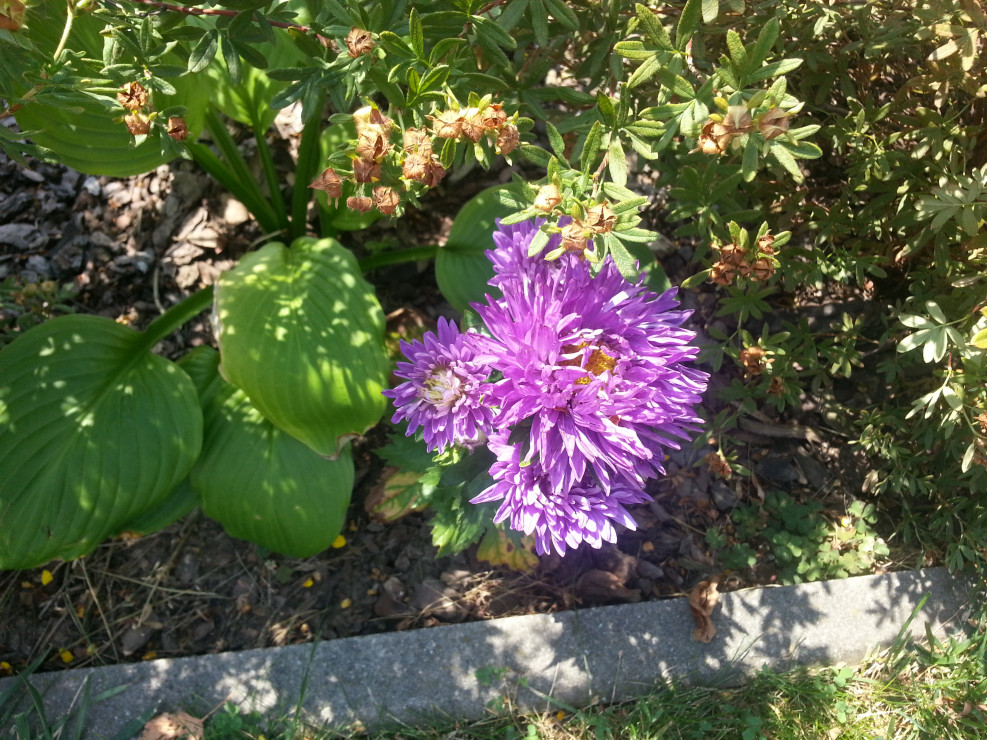 Aster chiński peoniowy ( Calistephus chinensis ) uprawiany przeze mnie z nasion na tle pięciorników krzewiastych ( Potentilla fruticosa ) i funkii ( Hosta sp. )