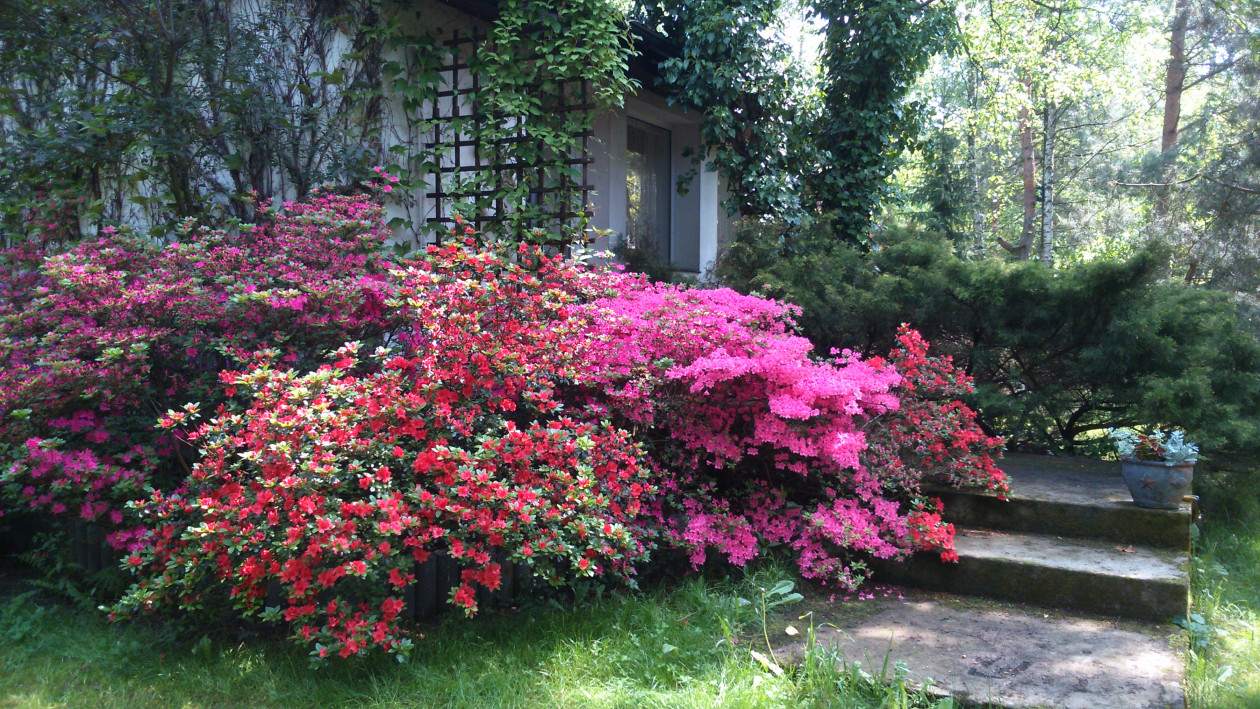 Azali i rododendrony