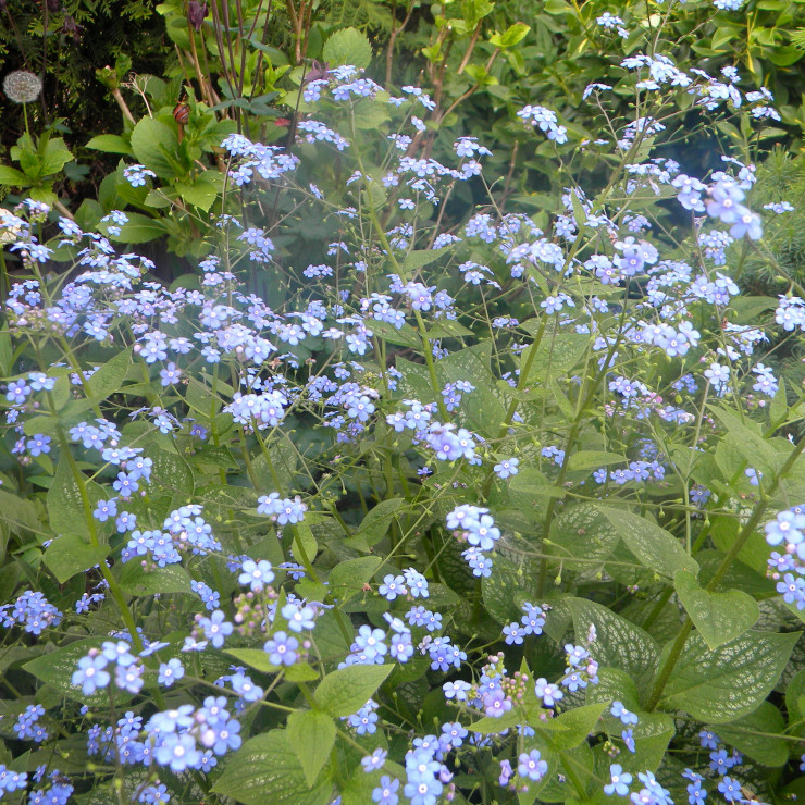 Brunnera