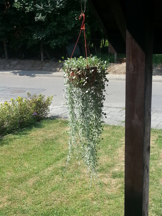 Dichondra
