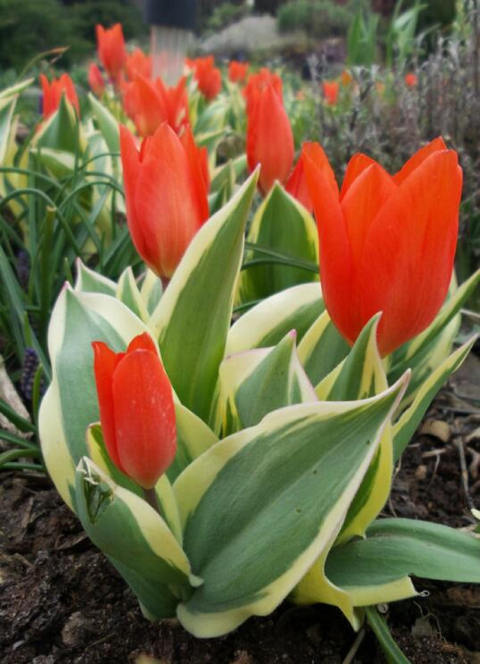 I tulipanowe miniatury Unicum