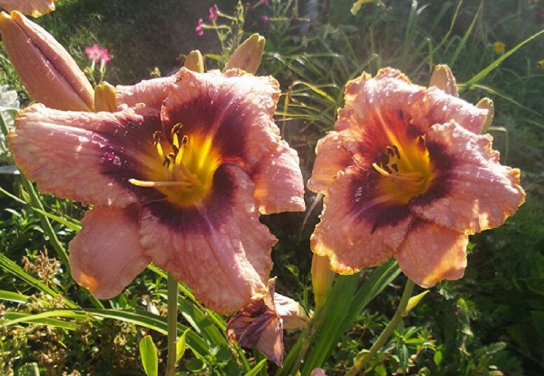 Liliowce